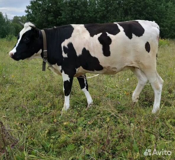 Продам коров