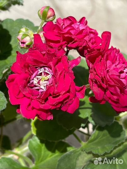 Пеларгония герань сортовая