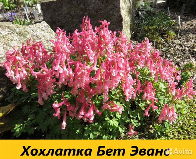 Луковичные цветы, Первоцветы