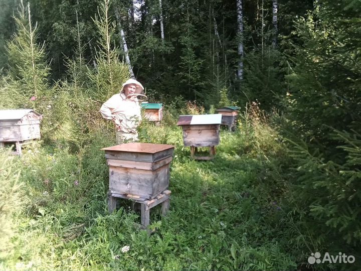 Мед 2023, прополис и др. продукты пчеловодства