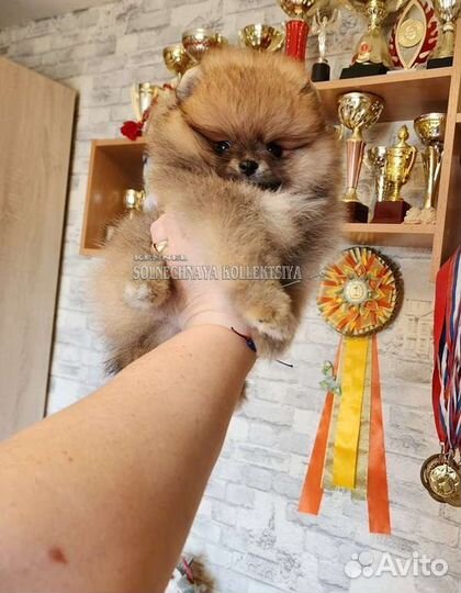 Щенки шпица pomeranian медвежата