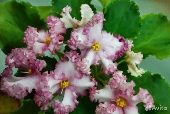 Фиалка Ле- Изящный век