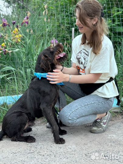 Собака ищет дом