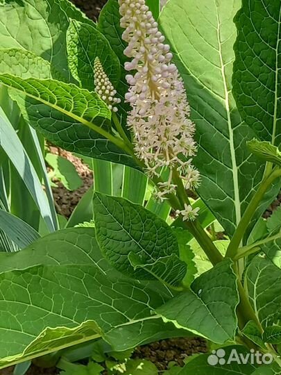 Лаконос американский