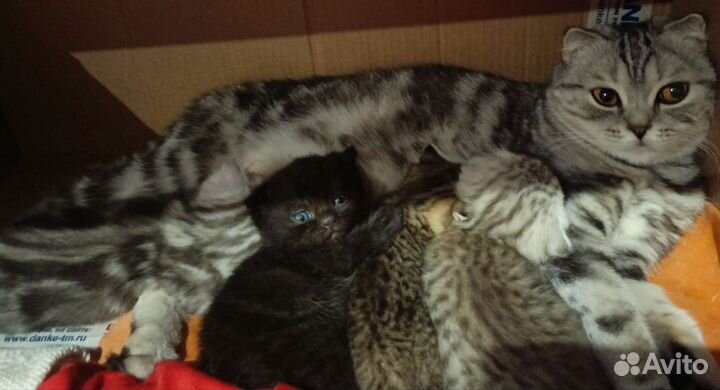 Шотландские котята
