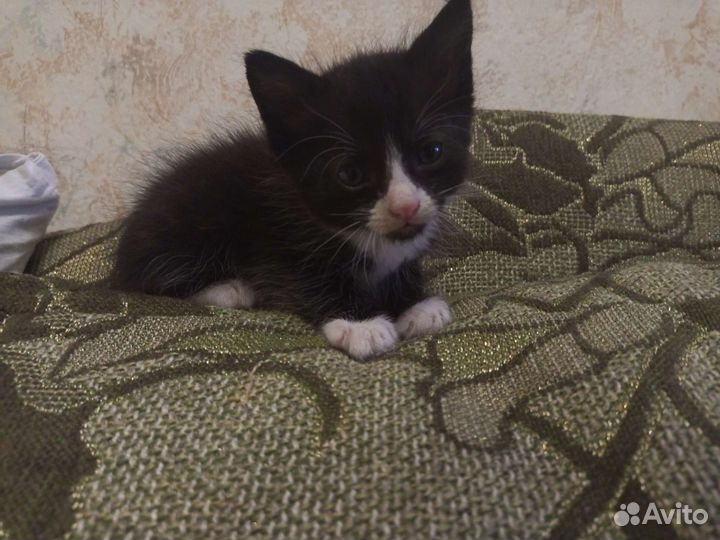 Котëнок в добрые руки