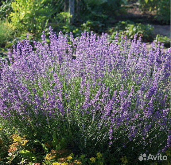 Лаванда узколистая