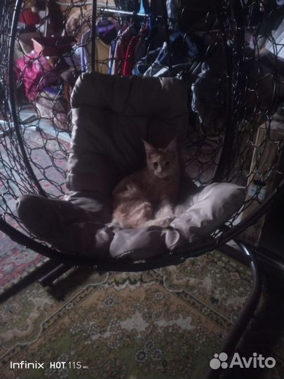 Отдам бесплатно в добрые руки