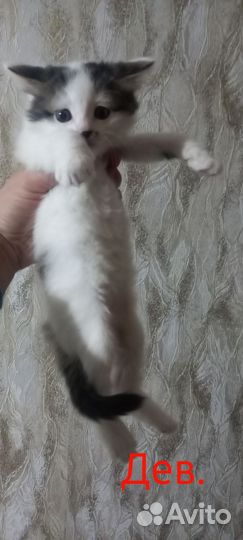 Котята бесплатно