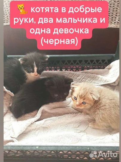 Котята в добрые руки