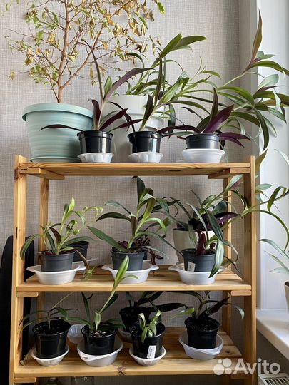 Традесканция рео много укоренившиеся с горшком