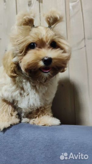 Малышка мальтиПушка