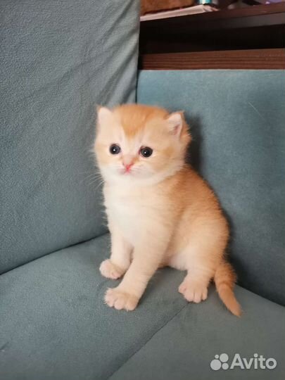 Шотландские котята