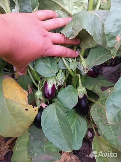 Овощи свежие оптом