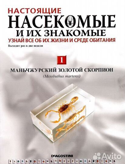 Насекомые и их знакомые