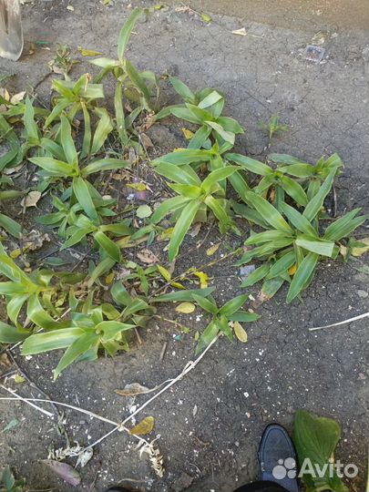 Растение золотой ус