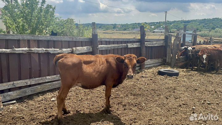 Телята телки