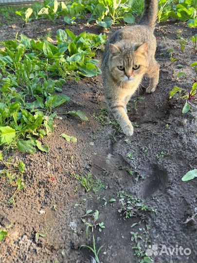 Шотландку выкинули на улицу