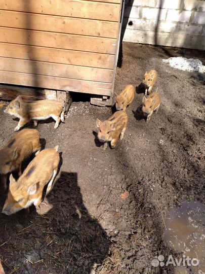 Дикий кабан