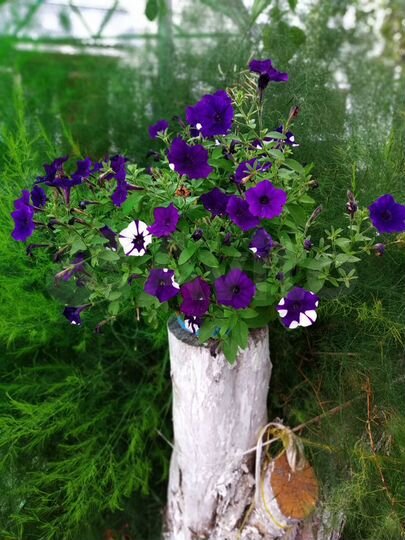 Дача 78 м² на участке 4 сот.