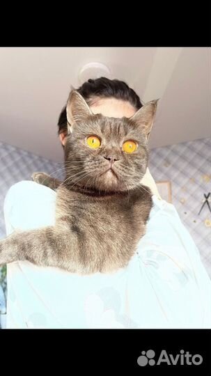 Британская кошка в дар