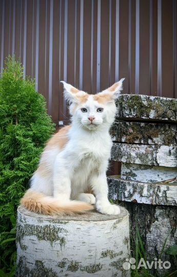 Котёнок Мейн-кун