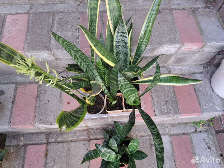 Сансевиерия, гинура, дуранта