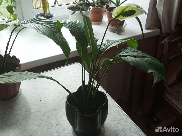 Цветы:алоэ,спатифилиум,золотой ус