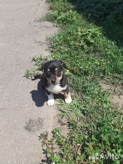 Собака в добрые руки щенок