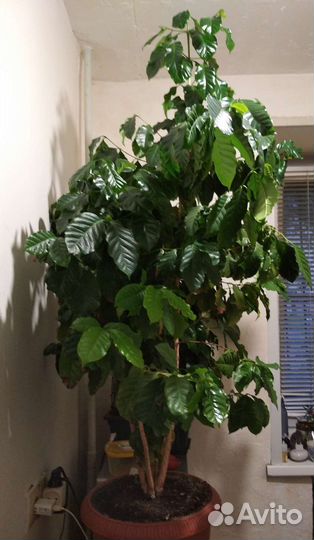 Кофейное дерево