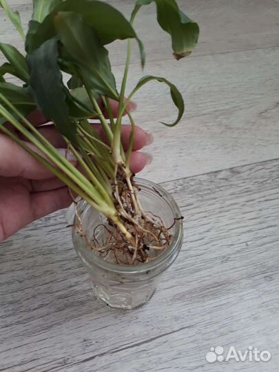 Спатифиллум