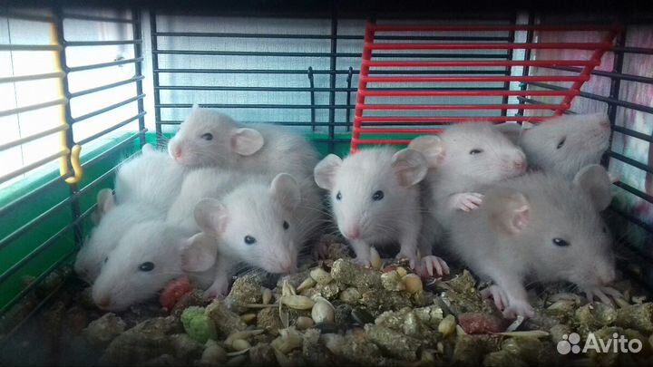 Крысята Дамбо. Крысы Белые Питомник