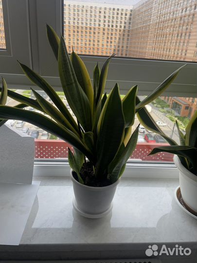 Сансевиерия-комнатное растение