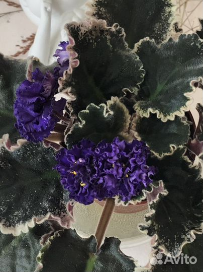 Листочки фиалки