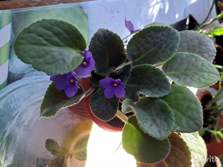 Фиалка в горшках взрослые растения