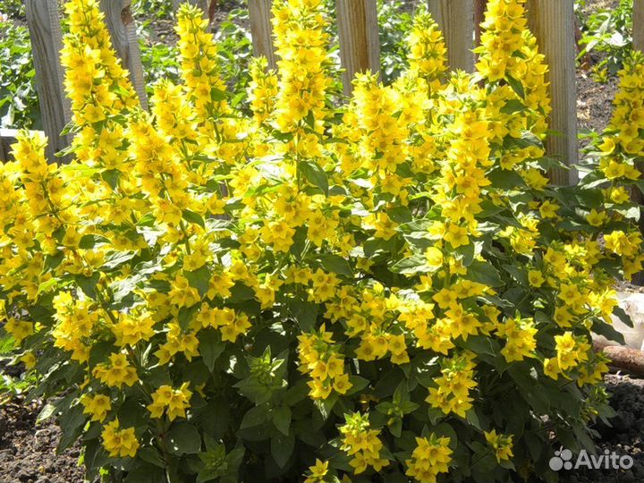 Многолетние цветы