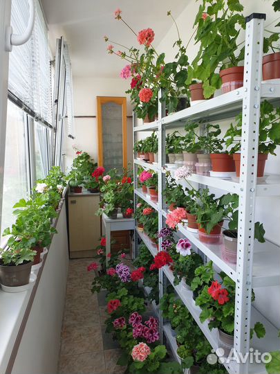 Герань (пеларгония)