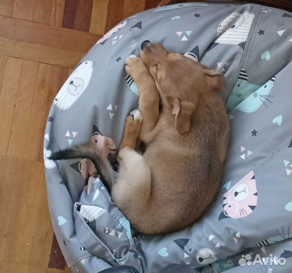 Щенок в добрые руки