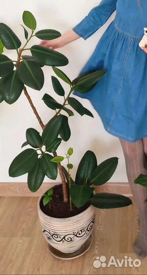 Фикус эластика каучуконосный