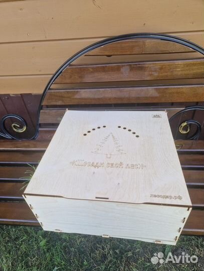 Саженцы сосны зкс оптом