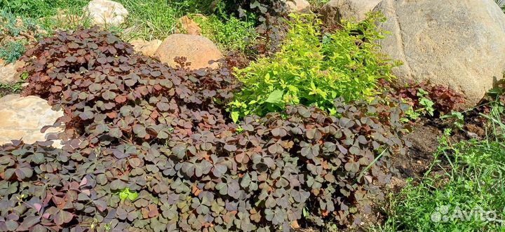 Кислица оксалис