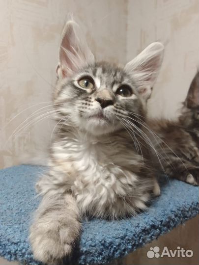 Котята мейн-кун