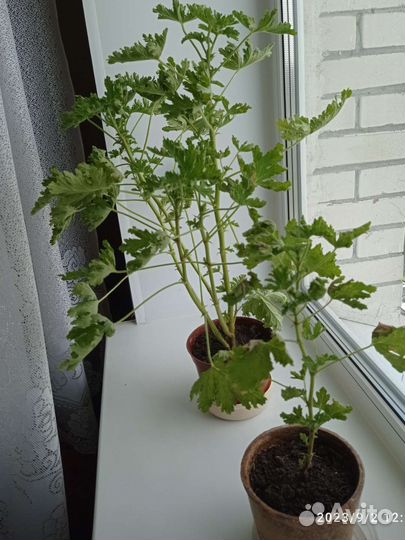 Герань душистая