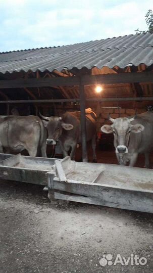 Коровы дойные(швицы)телки