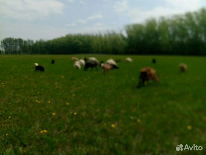 Молоко козье