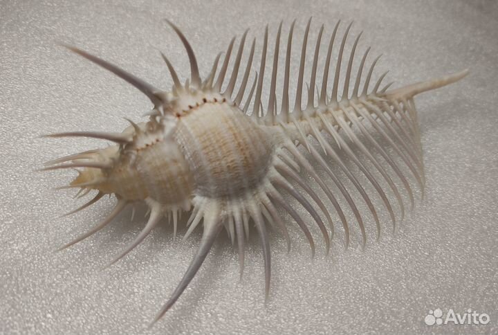 Морская раковина / Murex pecten