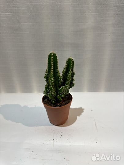 Кактус цереус Волшебный замок