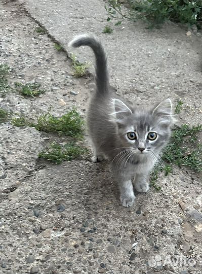 Котенок (девочка), 2 месяца, в дар, бесплатно
