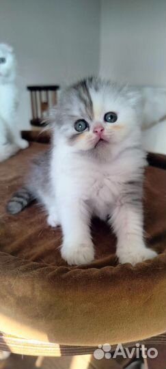 Хайленд фолд, девочка