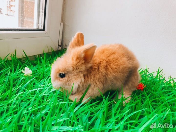 Декоративный карликовый кролик - супер мини